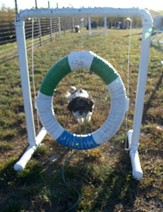 tlc dog agility hoop