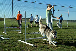 tlc dog agility